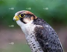 衭??潏x鹘廭璦?[匵^i爥輠€3蔅z躸璡J'嚩q瀏宪遃炽l?婬膦R?x頄乪n悪的简单介绍-爱游戏全站